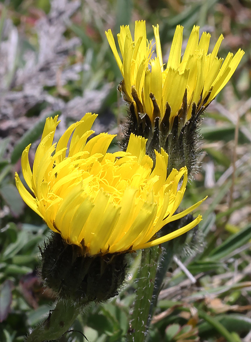 Spotted cat's-ear